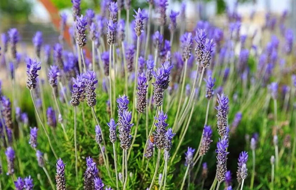 Άνθη λεβάντας: Πότε και γιατί να τα αποξηράνεις;